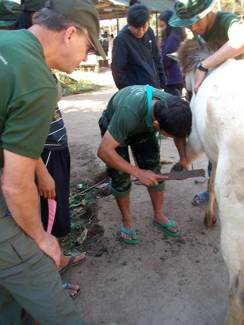 Mule 3