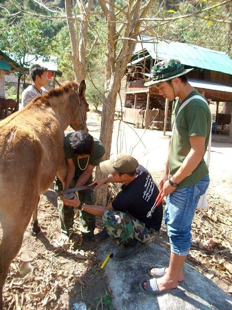 Mule 7