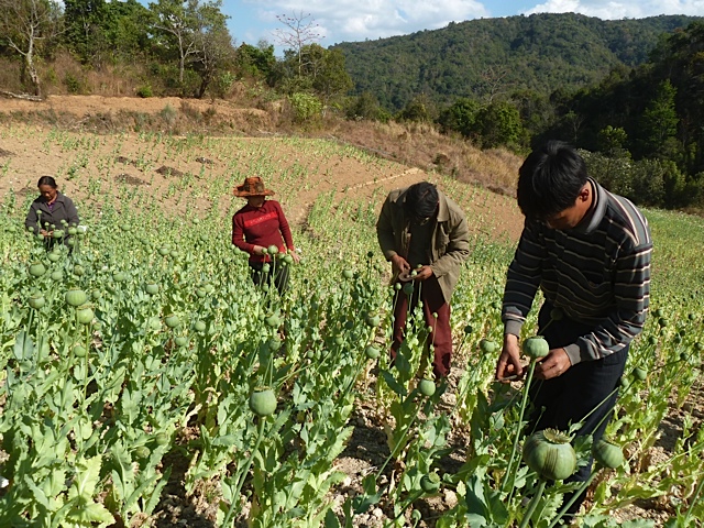 Family harvesting Opium 21 February 2014 Shan State, Burma.