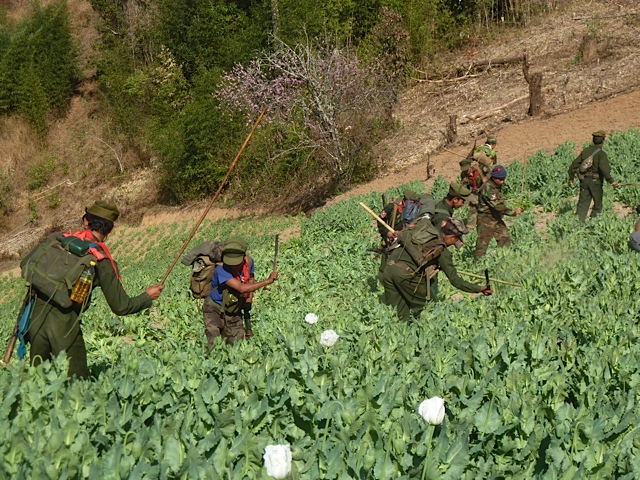 Ta'ang National Liberation Army destroying Opium fields 21 February 2014 Northern Shan State, Burma