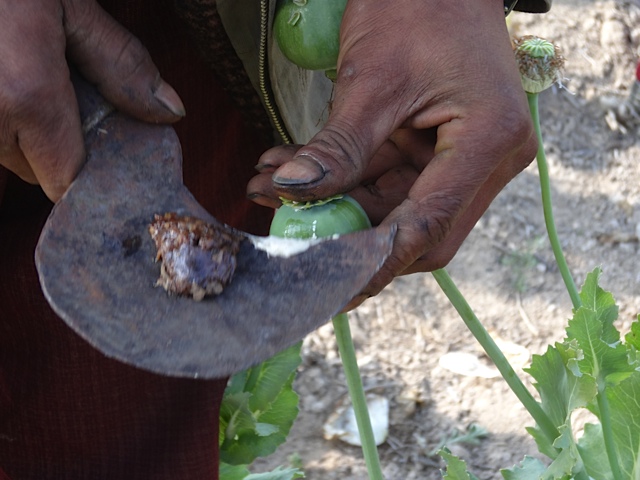 Opium Harvest 21 February 2014 Northern Shan State, Burma.