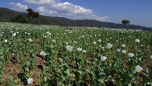 Opium fields in Northern Shan State, Burma 20 February 2014.