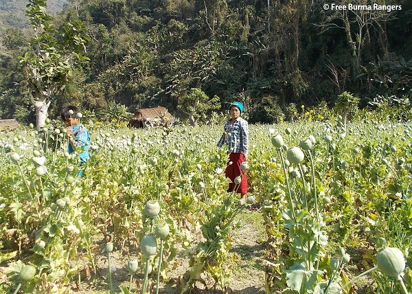 Poppy Cultivation Around Galawn
