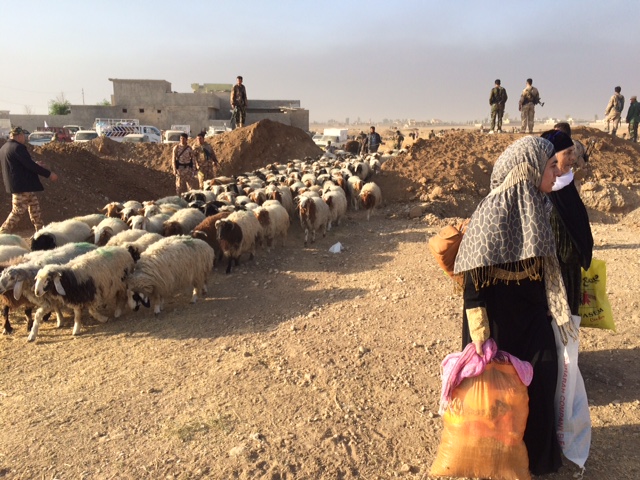 Shepherds and sheep cross the front-lines on the way to freedom. Photo: FBR.